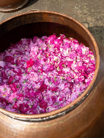 Distillation de roses anciennes Les Plantes PaysAnne